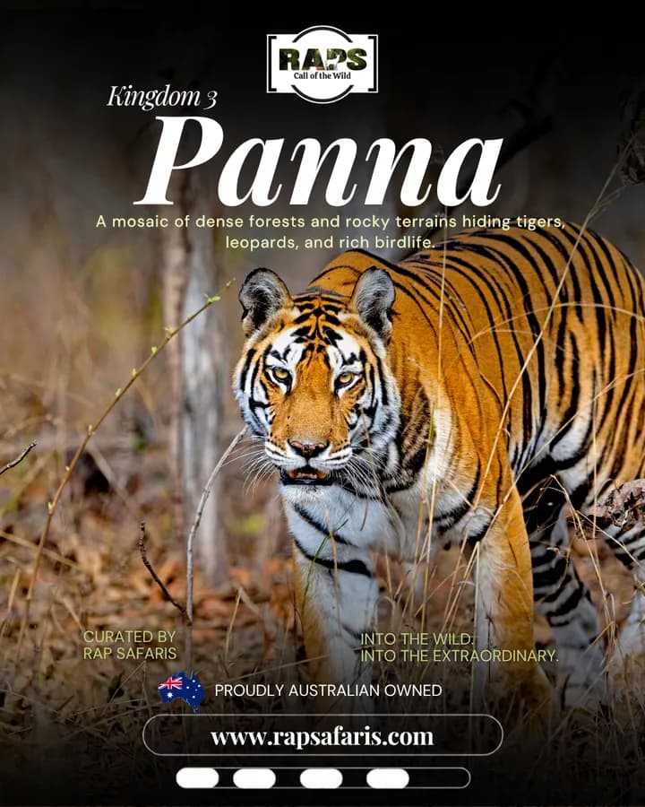 RAP Safaris carousel ad, slide 4: 'Kingdom 3: Panna'